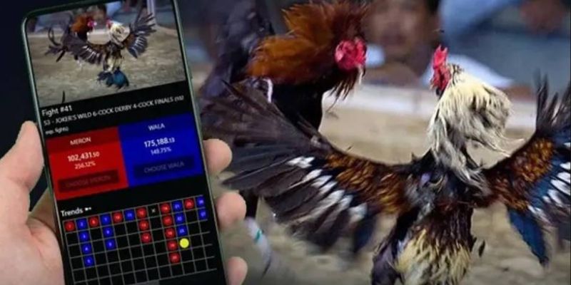 Hướng dẫn cách chơi đá gà giúp người mới thắng đậm 1 cach choi da ga